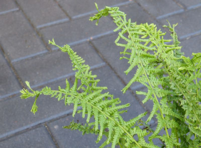 2015-09-06 Farne Athyrium 2.jpg