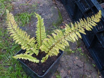 2015-09-06 Farne Polystichum.jpg