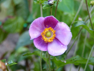 2015-09-06 Anemone hupehensis 'Hadspen Abundance'.jpg