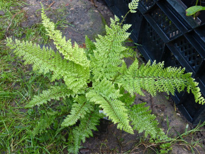 2015-09-06 Farne Polystichum set. 'Weihenstephan'.jpg