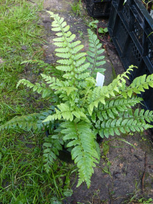 2015-09-06 Farne Polystichum braunii ex Boga Marburg.jpg