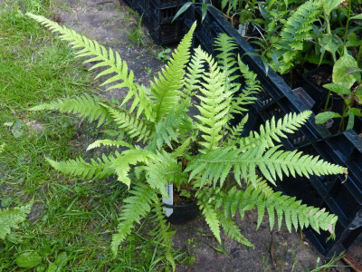 2015-09-06 Farne Thelypteris decursive-pinnata.jpg