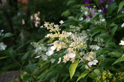 Rispenhortensie-unbearbeite.jpg