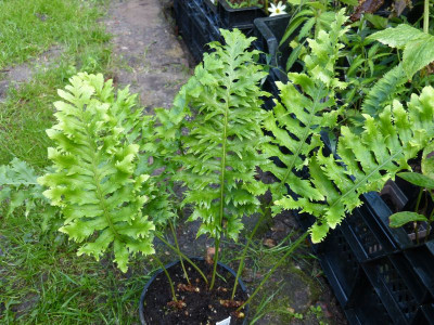 2015-09-06 Farne Polypodium australe 'Cambricum Barrowii'.jpg