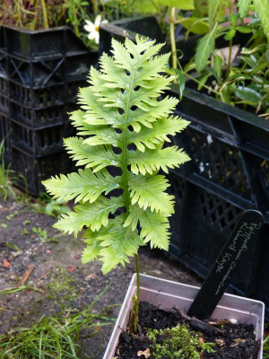 2015-09-06 Farne Polypodium cambricum 'Richard Kayse'.jpg