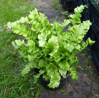 2015-09-06 Farne Asplenium scolopendrium 'Crispum'.jpg