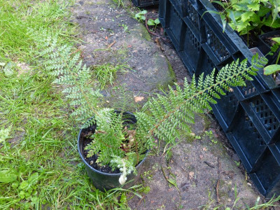 2015-09-06 Farne Polystichum set. 'Madame Patti'.jpg