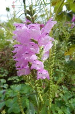 Physostegia virginiana (Bouquet Rose).JPG