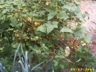 2006_0802Bild0039.JPG