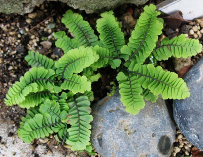 Adiantum pedatum MT Treppe    ...  6.9.15 001.jpg