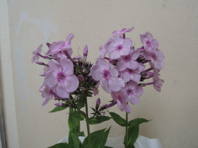 DSCN8169_907.JPG