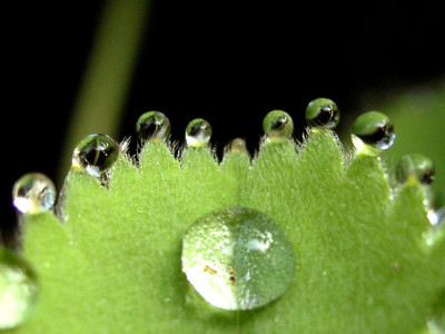 Alchemilla-Tropfen-0408.jpg
