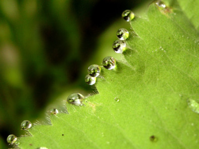 Alchemilla-Tropfen-0408-2.jpg