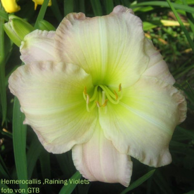 Raining_Violets_22681.jpg