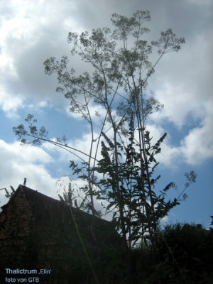 Thalictrum_Elin_2911_r11.jpg
