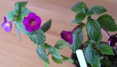 Achimenes Claret_b.jpg