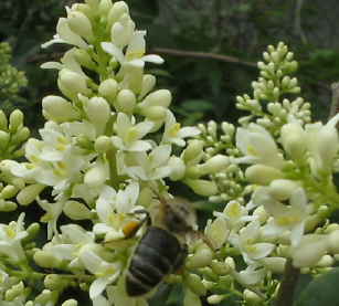 Biene_im_Liguster1_1_1.jpg
