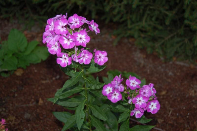 DSC_0199.jpg