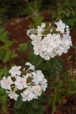 DSC_0203.jpg