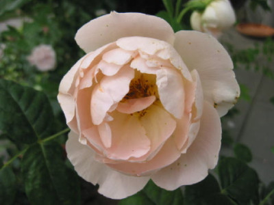 Coniston_Comte_de_Champagne.jpg