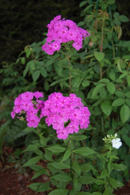 DSC_0207.jpg