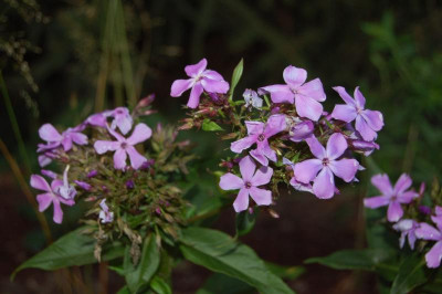 DSC_0210.jpg