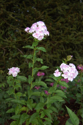 DSC_0213.jpg