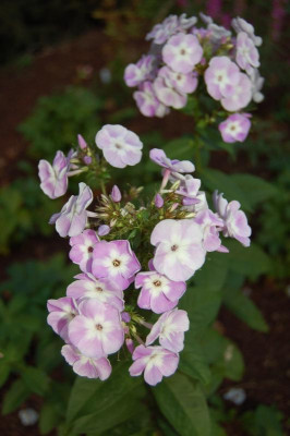 DSC_0227.jpg