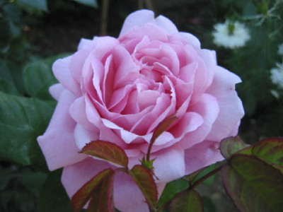 Comte_de_Chambord.jpg