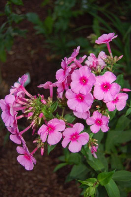 DSC_0230.jpg