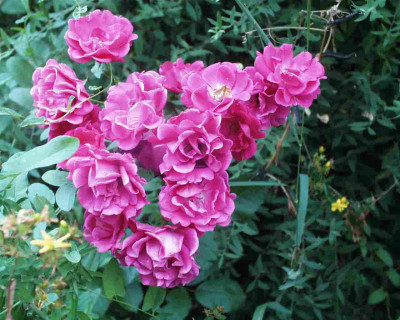 Friedhofsrose1a.JPG