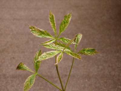 Aesculus-Sämling_panaschiert_Aesculus glabra 23.JPG