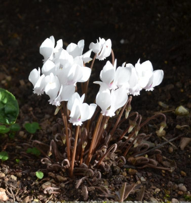 Cyclamen_hederifolia.15-5.jpg