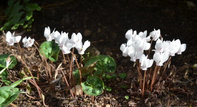Cyclamen_hederifolia.15-6.jpg