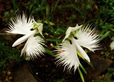 Pecteilis_radiata_06-2.jpg