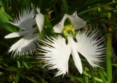 Pecteilis_radiata_06-3.jpg