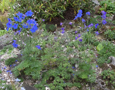 Delphinium grandiflorum 10.09.15.JPG