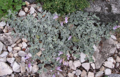 Teucrium aroanium 10.09.15.JPG
