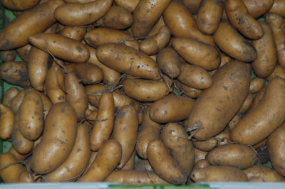 mayangold0915.JPG