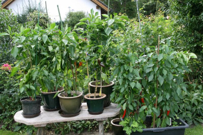 Paprika0615.JPG