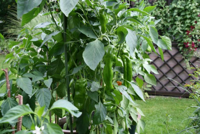 Paprika0815.JPG