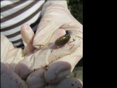 Schnecke mp.jpg