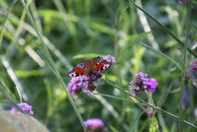 Schmetterling0315.JPG