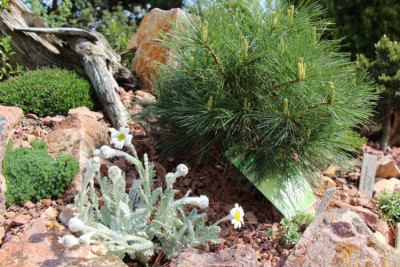 Tanacetum leontopodium 2.jpg