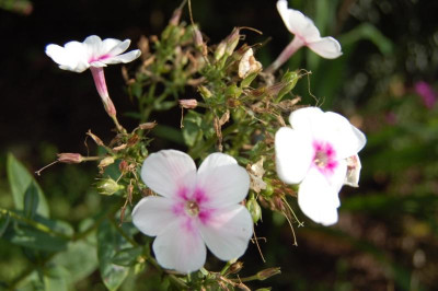 thumb_DSC_0252_1024.jpg