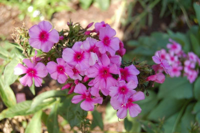 thumb_DSC_0255_1024.jpg