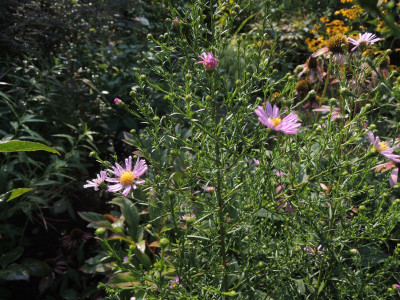 Aster Pink Star15.JPG