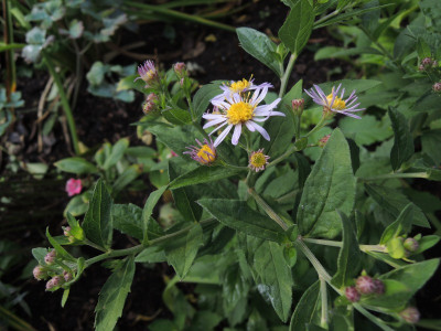 Aster Ashvi 15.JPG
