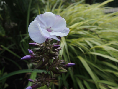Ph.Pallas Athene.JPG
