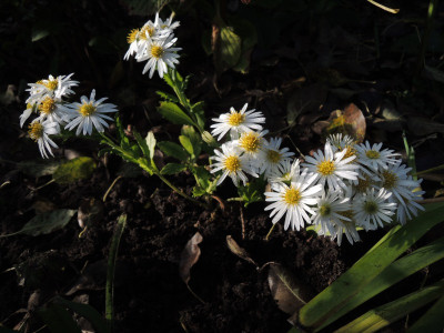 Aster Ashvi.JPG